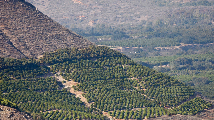 From Superfood to Super Problem: The Troubling Truth Behind Chile’s Avocado Industry